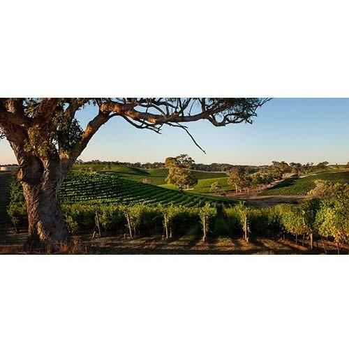 バロークス プレミアム 缶ワイン 赤 250ml 24本