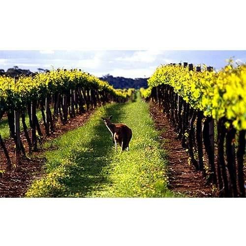 バロークス プレミアム 缶ワイン 白 250ml 24本 