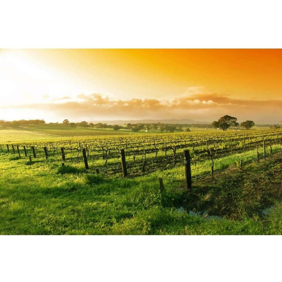 バロークス プレミアム 缶ワイン 白 250ml 24本 