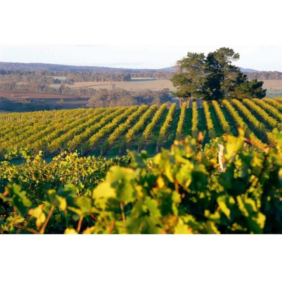 バロークス プレミアム 缶ワイン 白 250ml 24本 