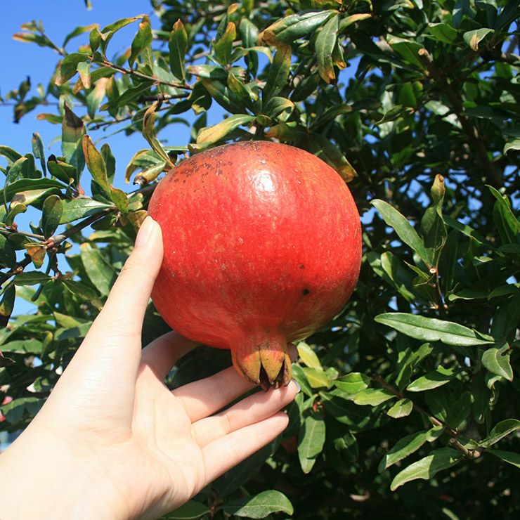 野田ハニー ざくろジュース100％ 飲み切りパック 120g 24本