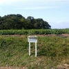 大島酒造 本格焼酎 磨き大島 芋 23度 720ml 6本 