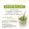 新日配薬品 野菜パウダー 3g 10包 10箱 食物繊維 九州産 野菜 離乳食 介護食