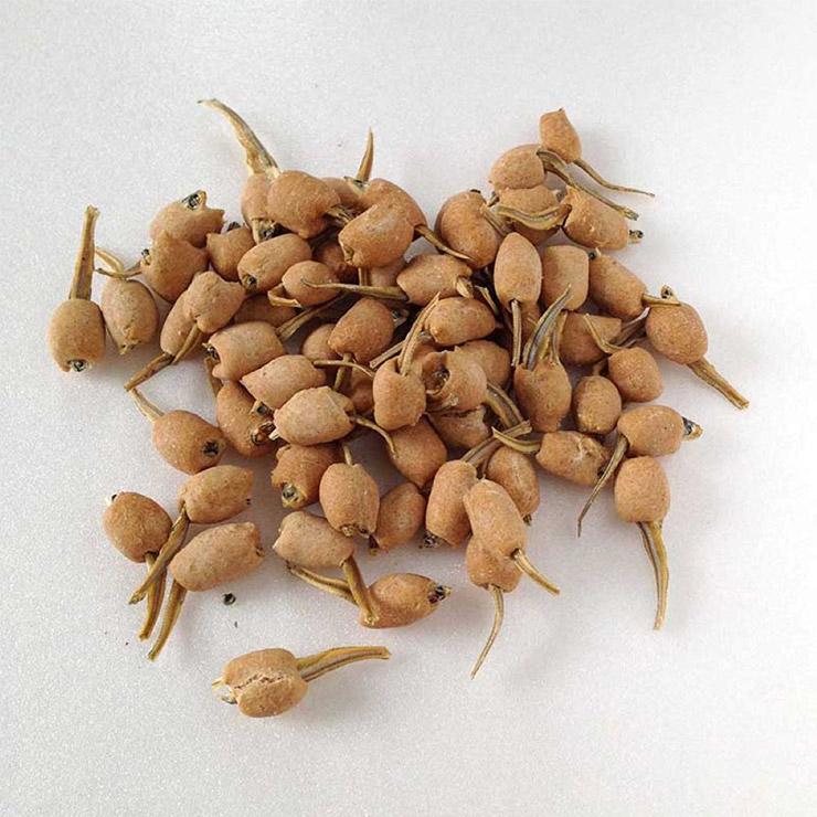 キッチンドッグ サーディンチップス 50g 1個